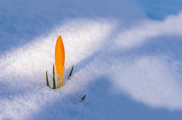 Knospe noch halb verborgen im Schnee
