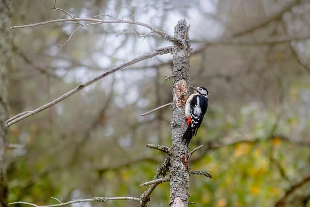 Buntspecht im herbstlichen Wald