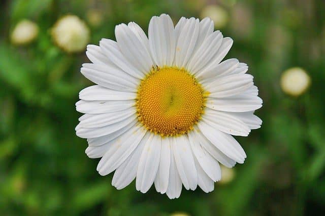 Gänseblümchen