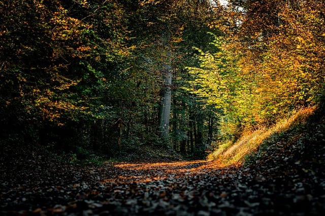 ein breiter Weg im Herbstwald
