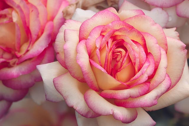 Rose Die Kraft der Liebe
