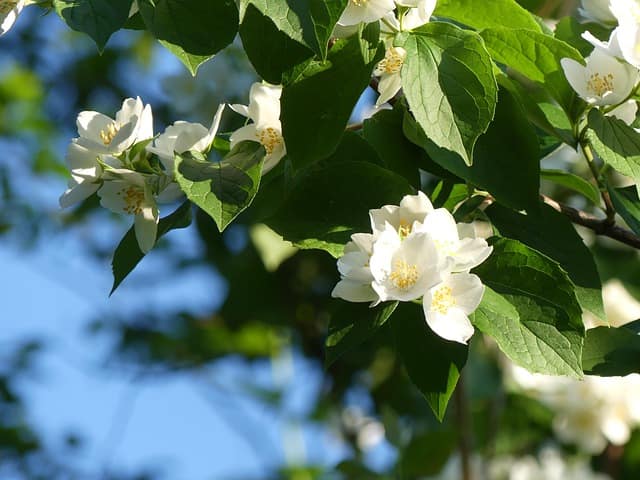 Jasminblüten